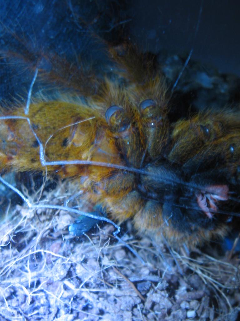Obt Male or Female?