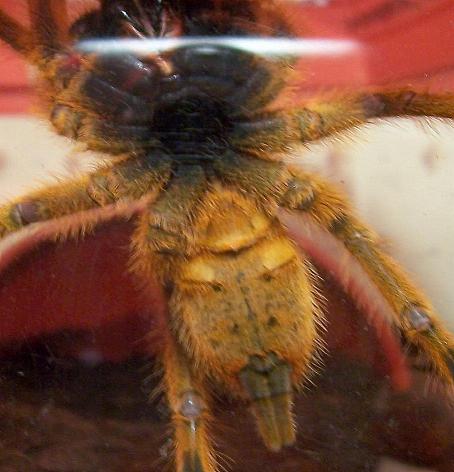 OBT male or female?