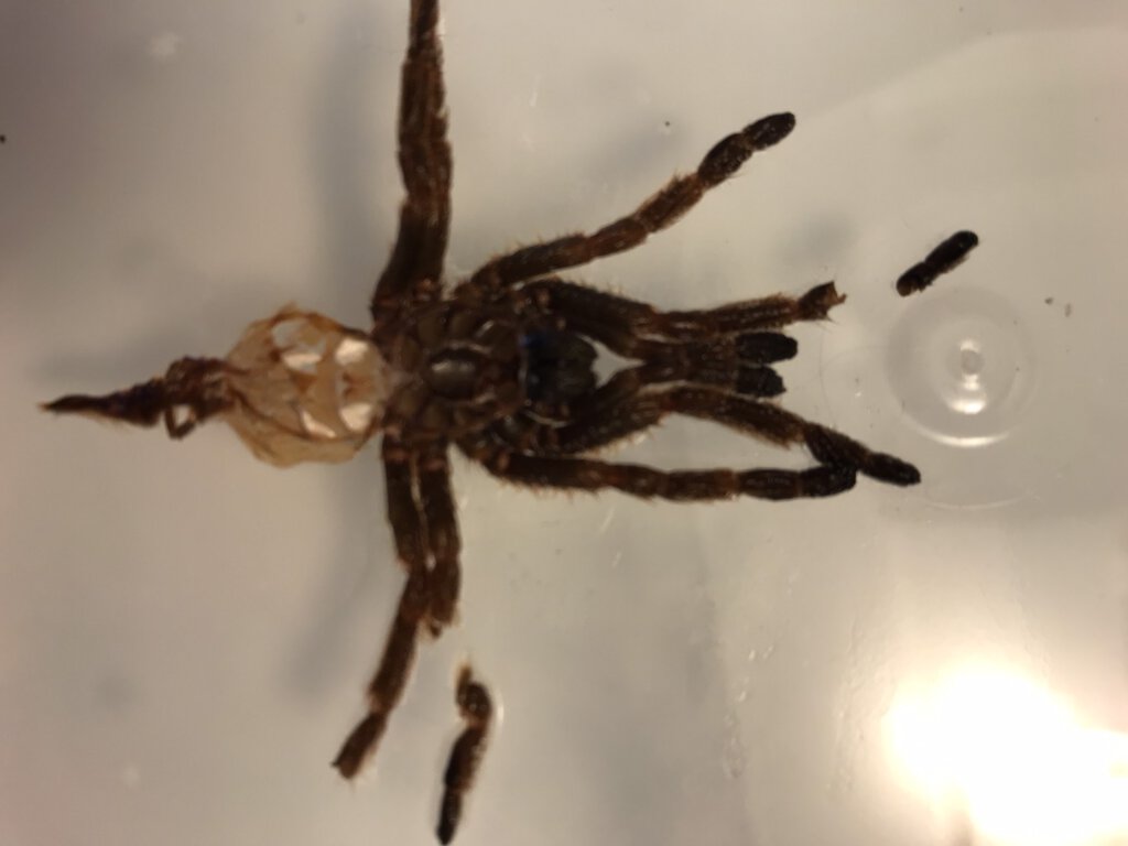 OBT Molt