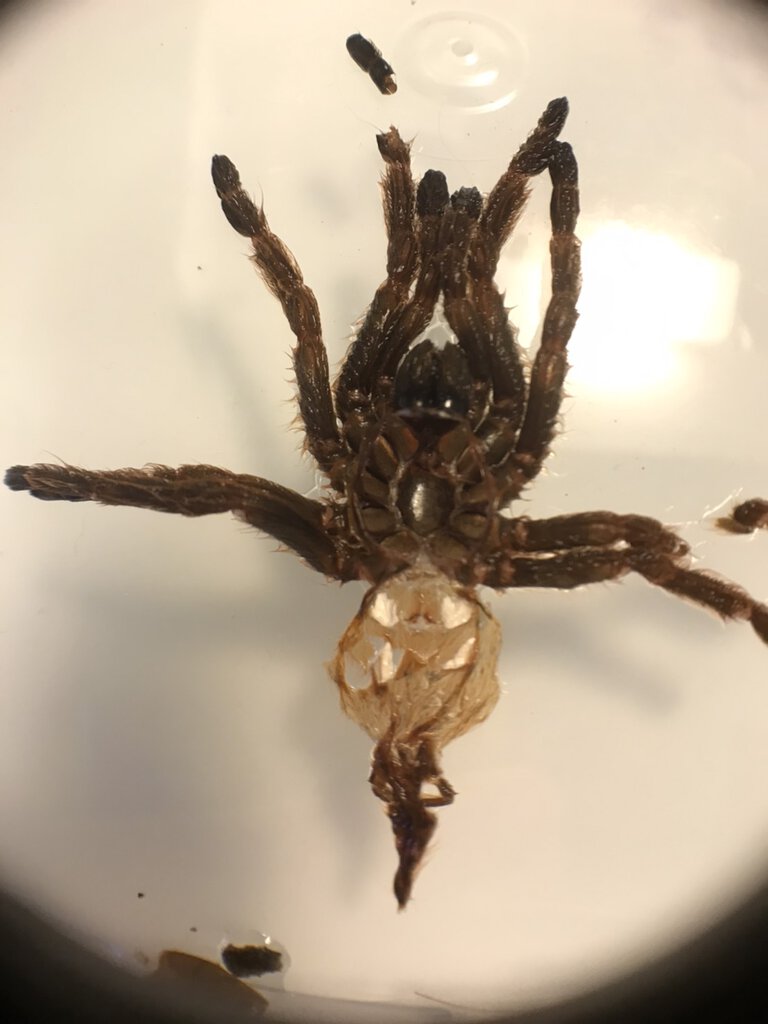 OBT MOlt