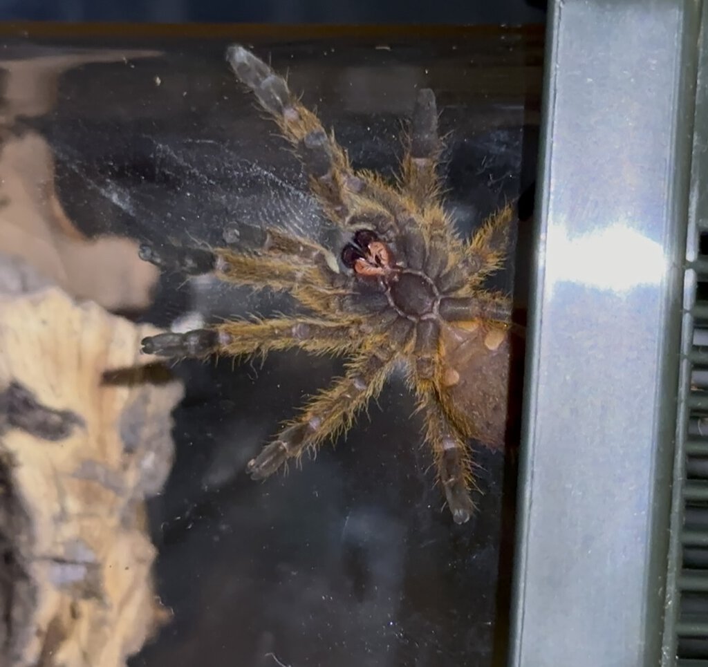 OBT / P. Murinus What sex could it possibly be? I can't tell