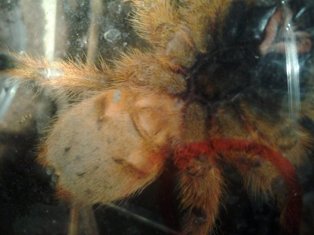 obt QUESO 4.5 inch