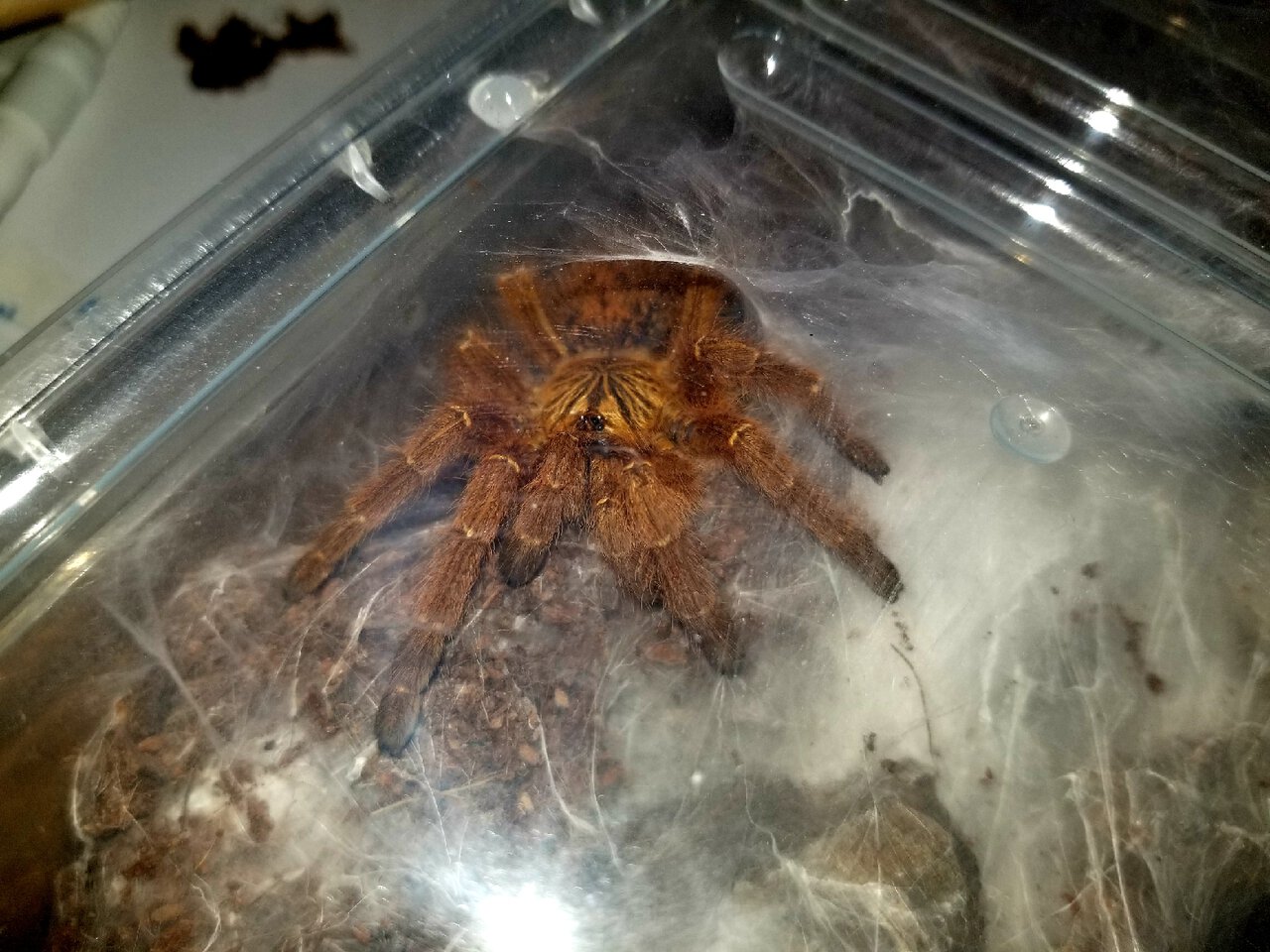 Obt rcf