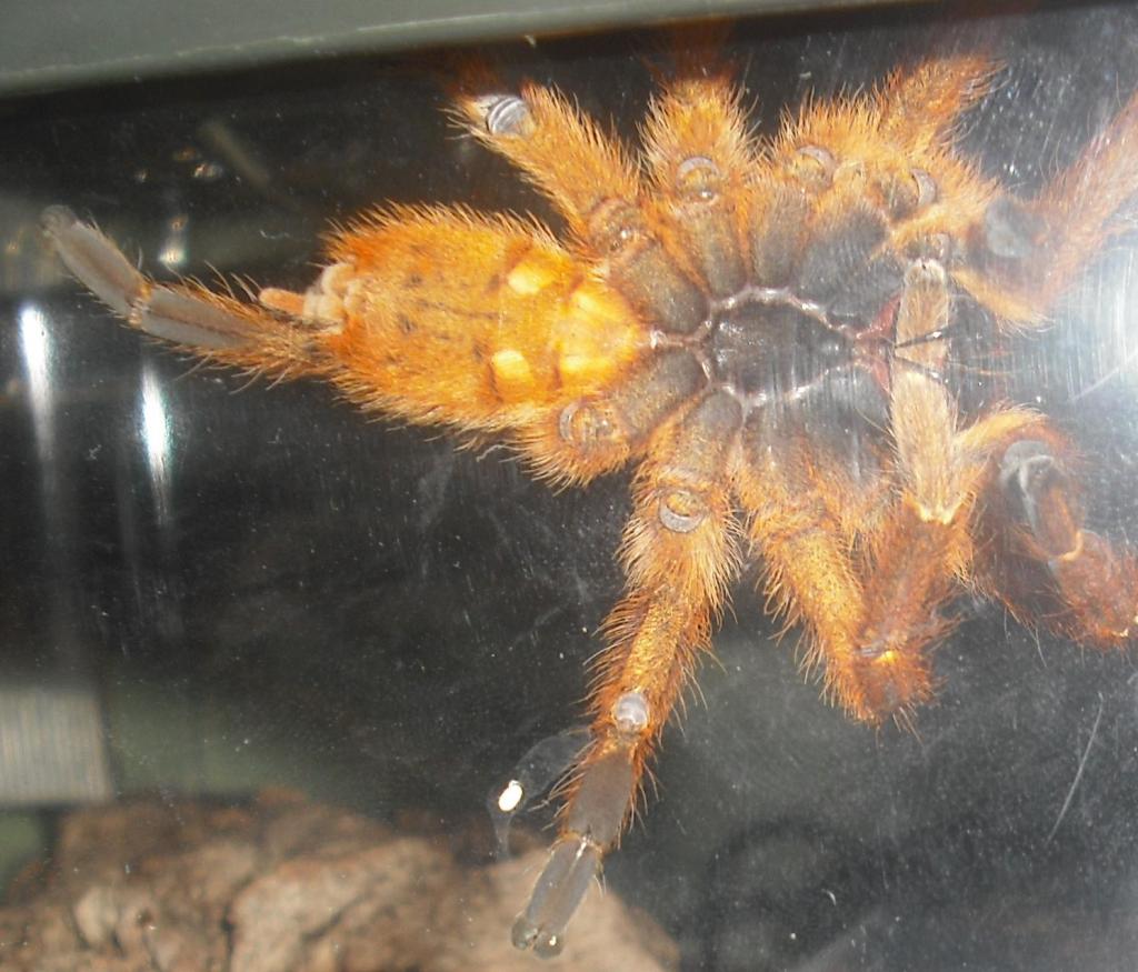 obt sex?