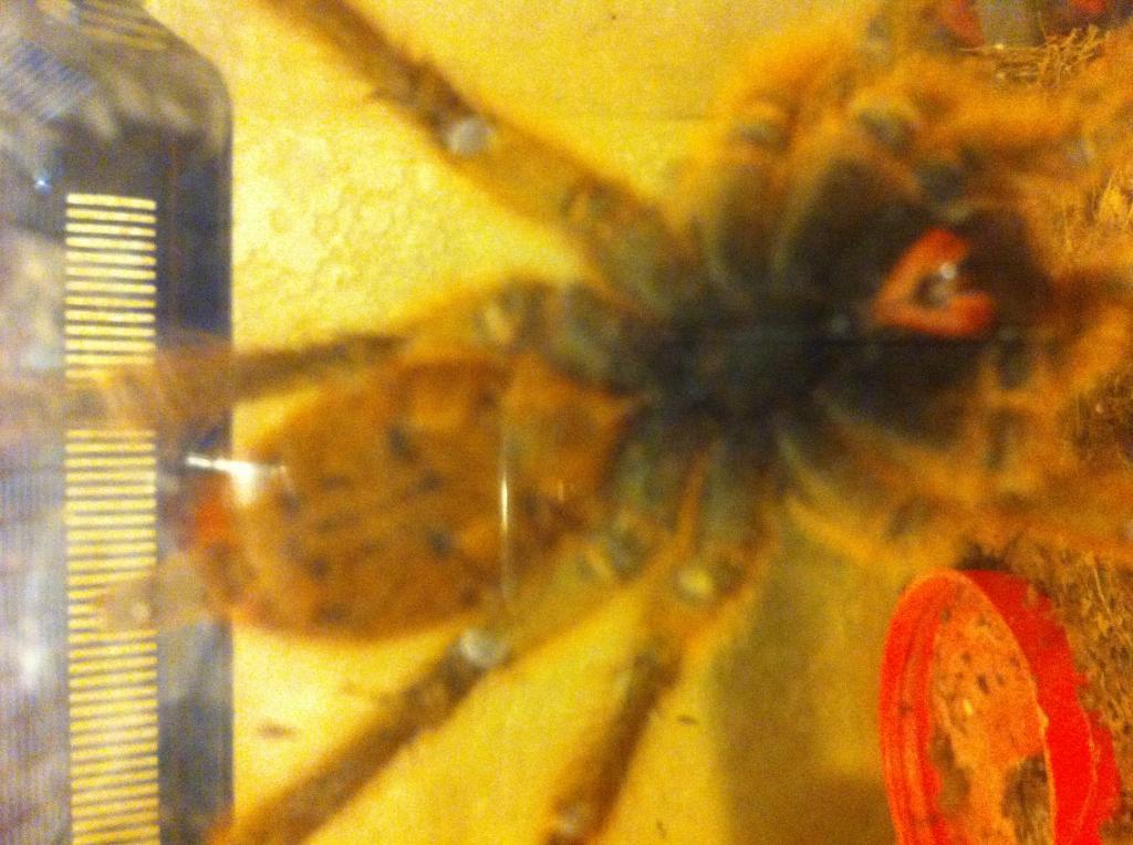 Obt sexing