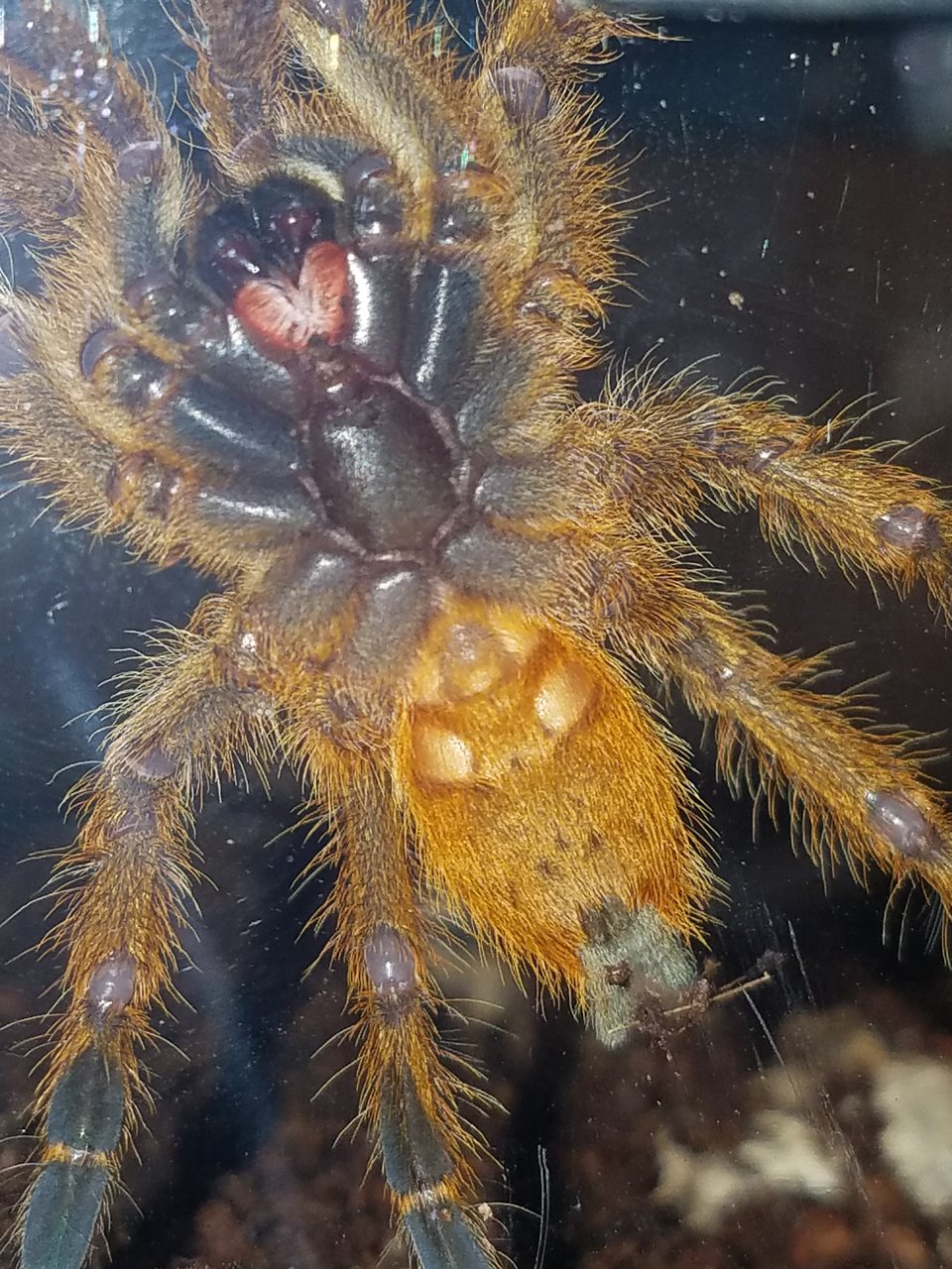 OBT sexing?