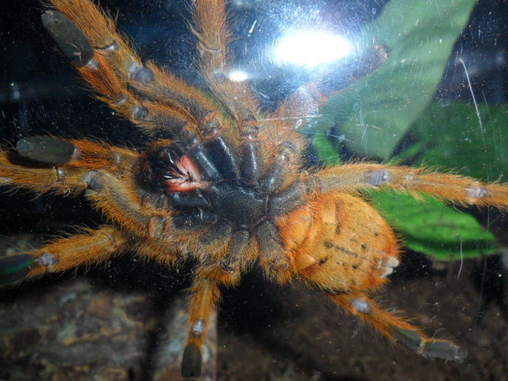 Obt Shots - Need Sexing!