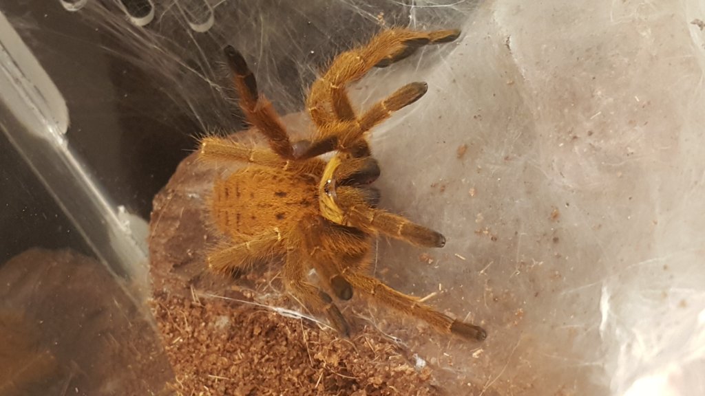 OBT showing fangs when I opened cover