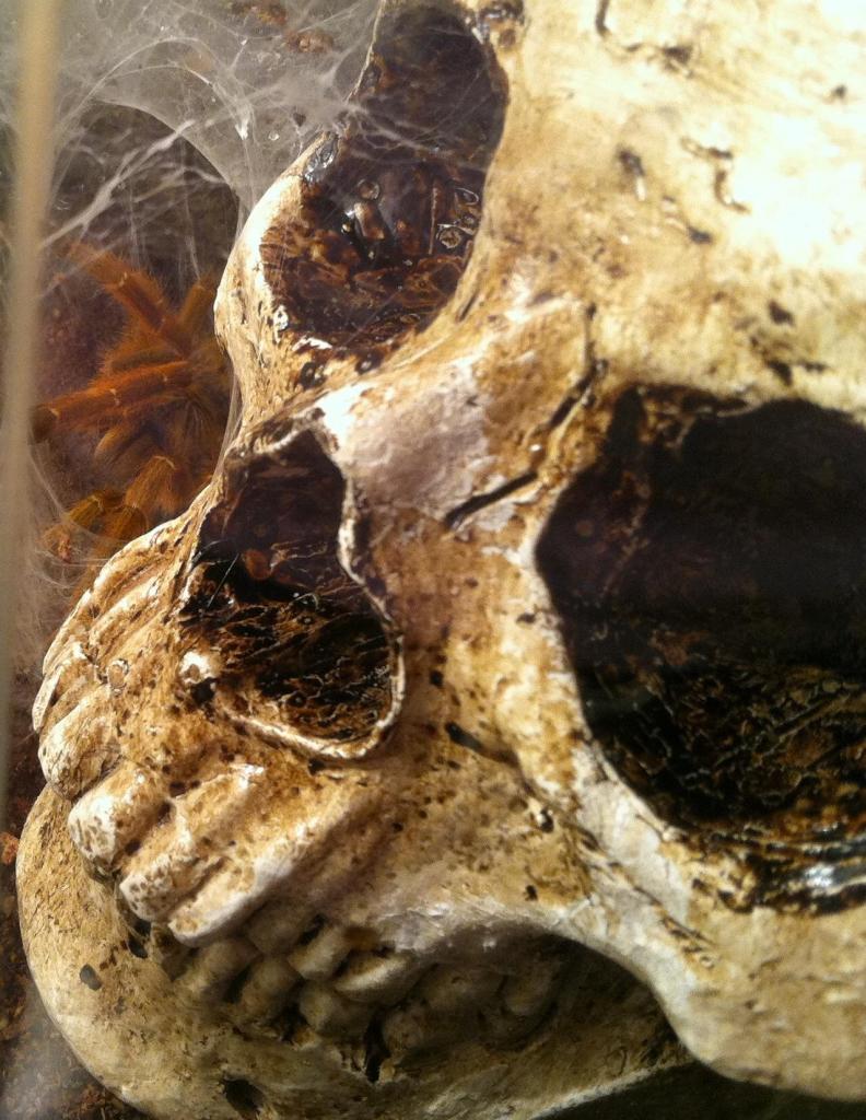 OBT Skull pterinochulis murinus