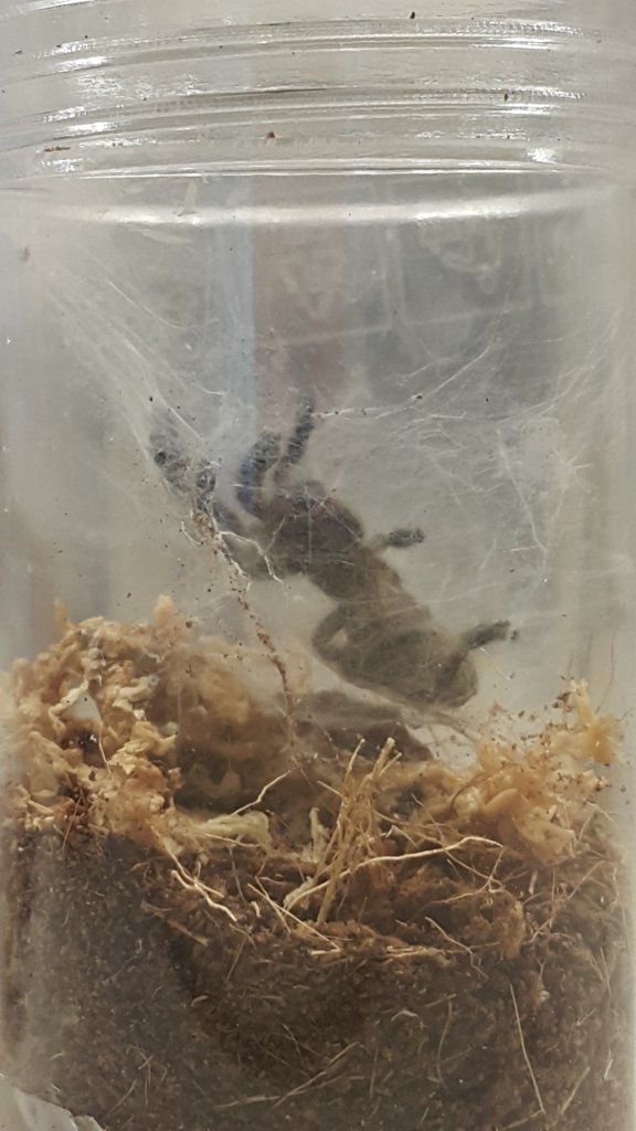 OBT sling molted on web suspension