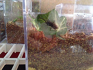 OBT sling rehouse