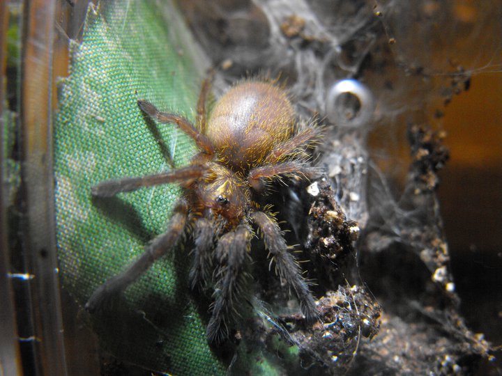 Obt Sling