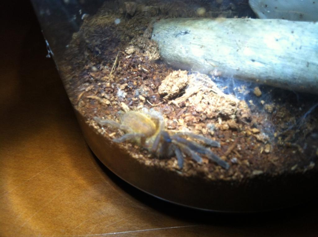 OBT sling