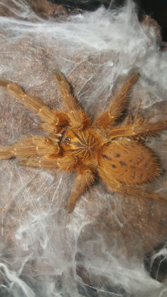 OBT sling