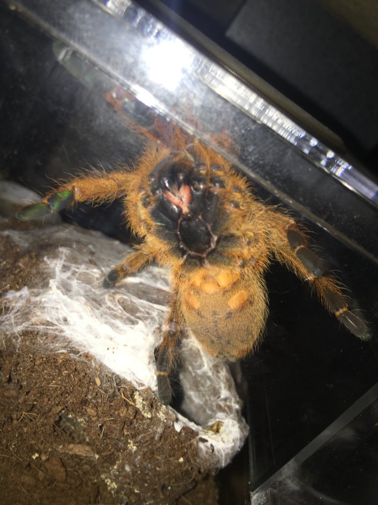 obt unsexed