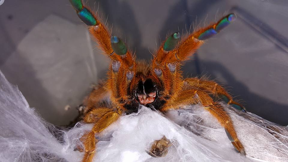 OBT Worshiping Her Feeder