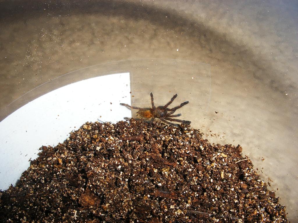 Obt