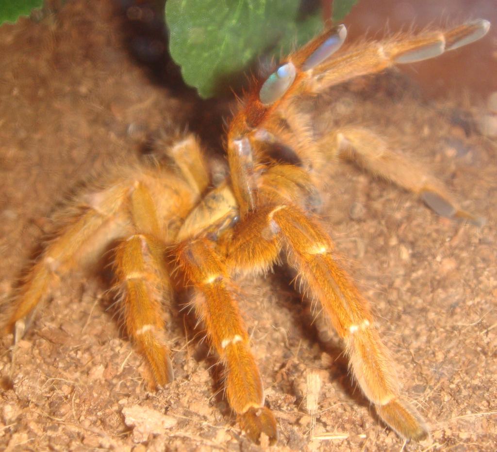 Obt