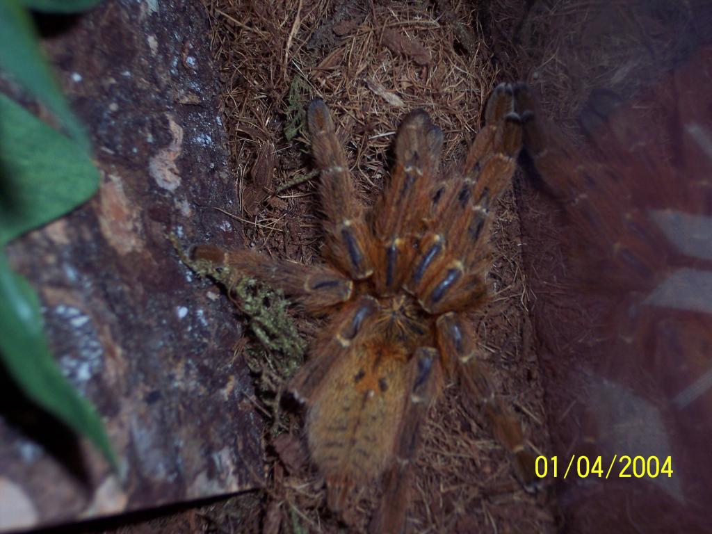 Obt