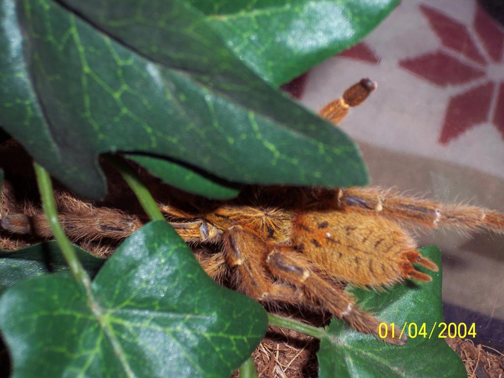 Obt