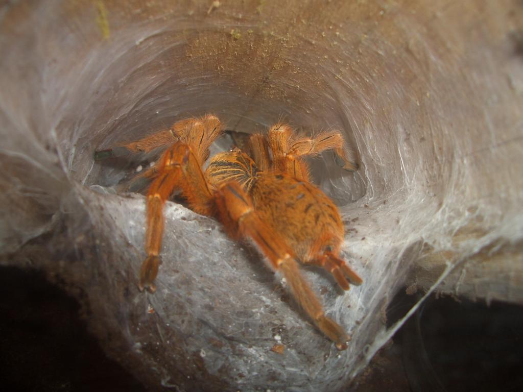 OBT