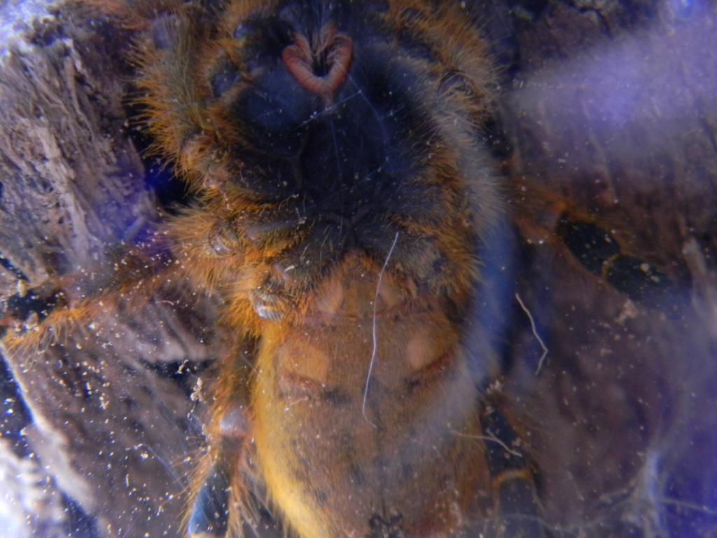 OBT