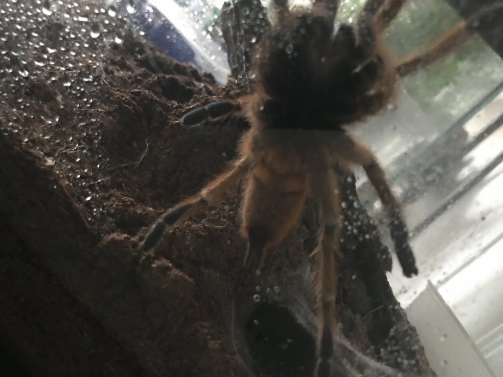 OBT