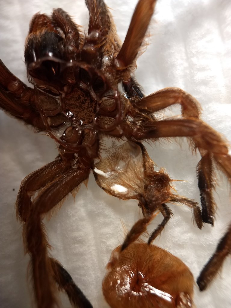 Obt