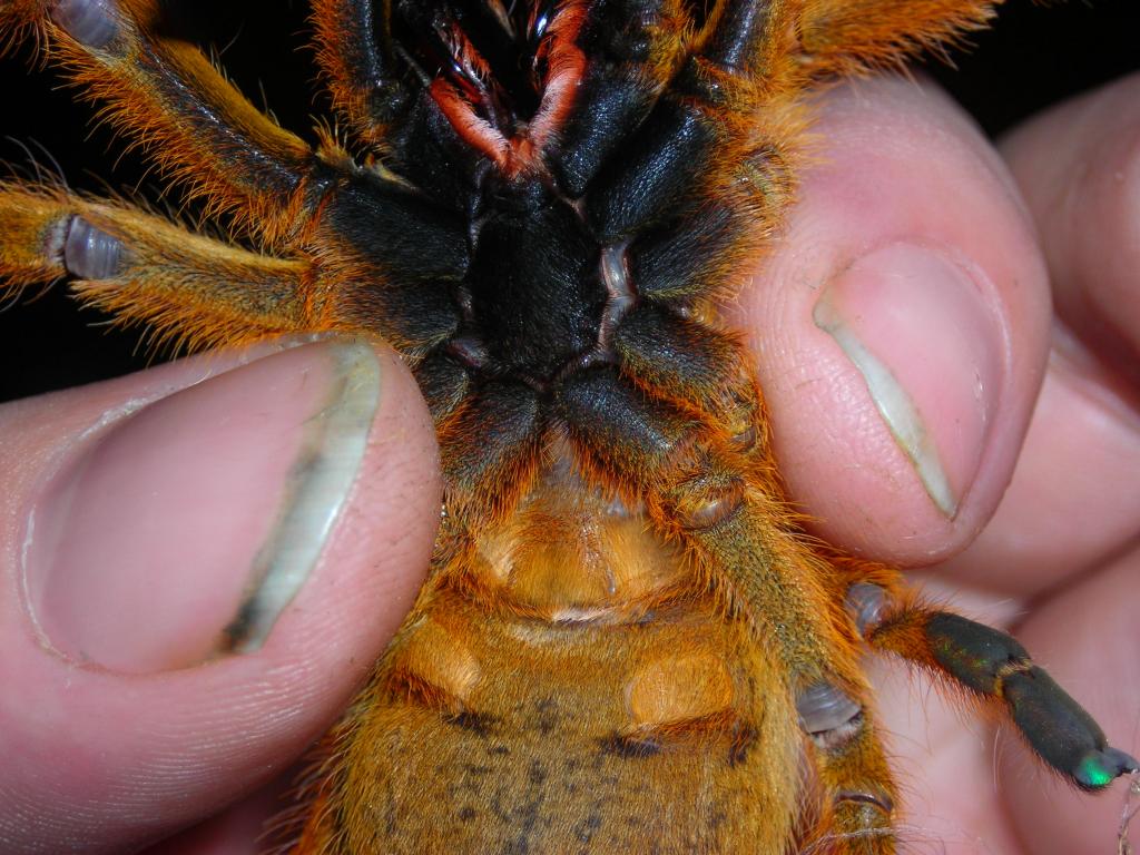 OBT