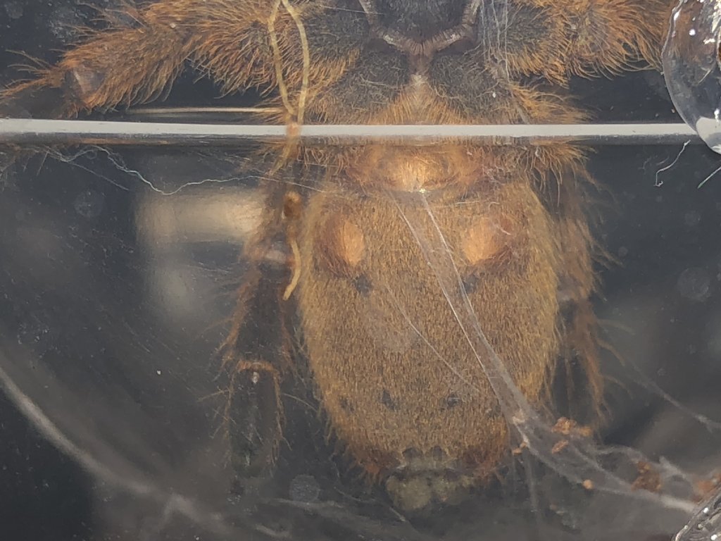 OBT