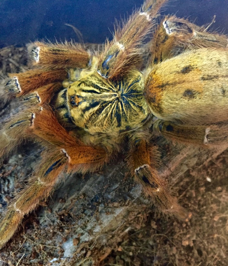 OBT