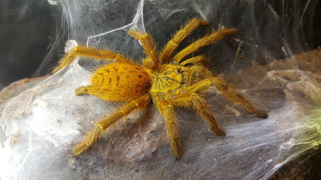 OBT