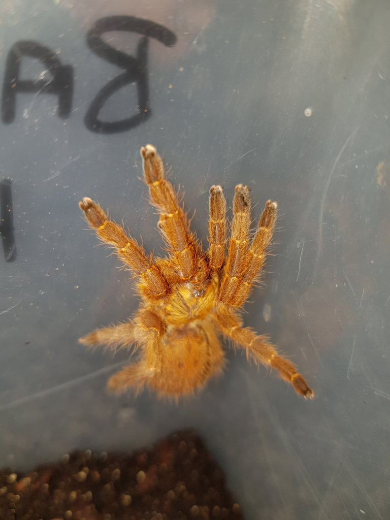 OBT