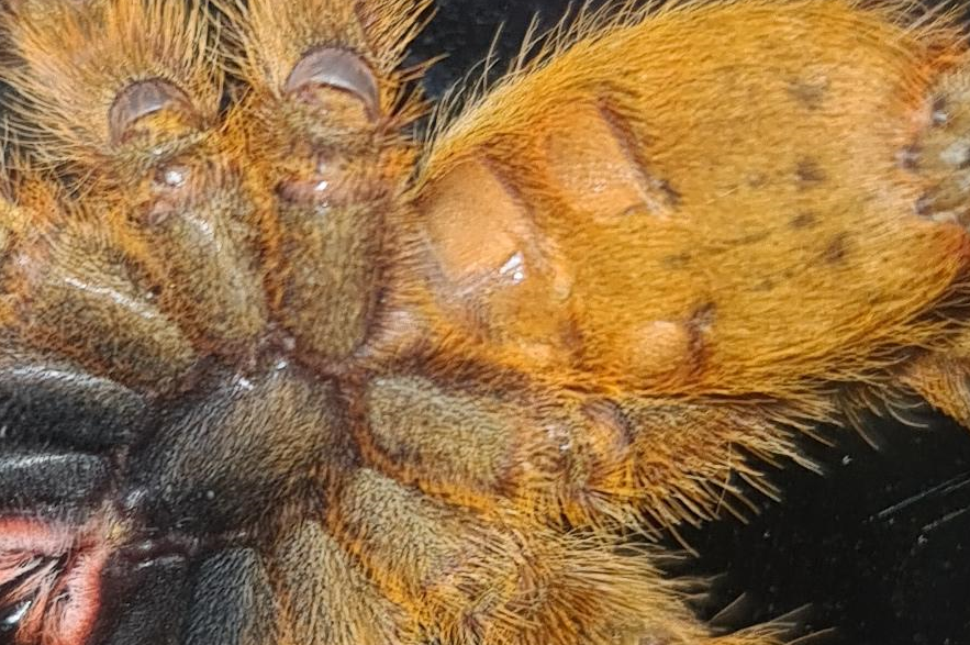 OBT