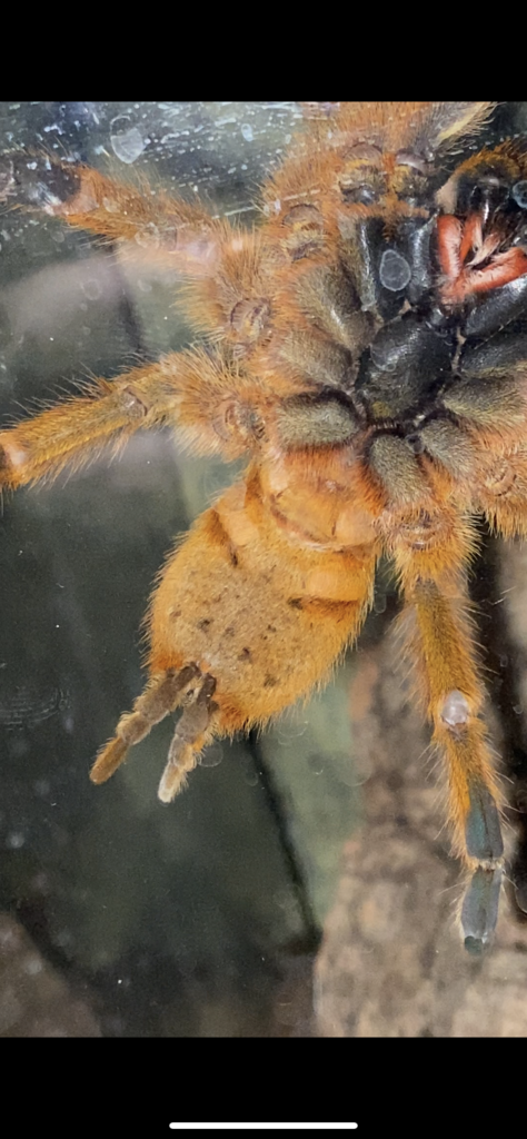 OBT