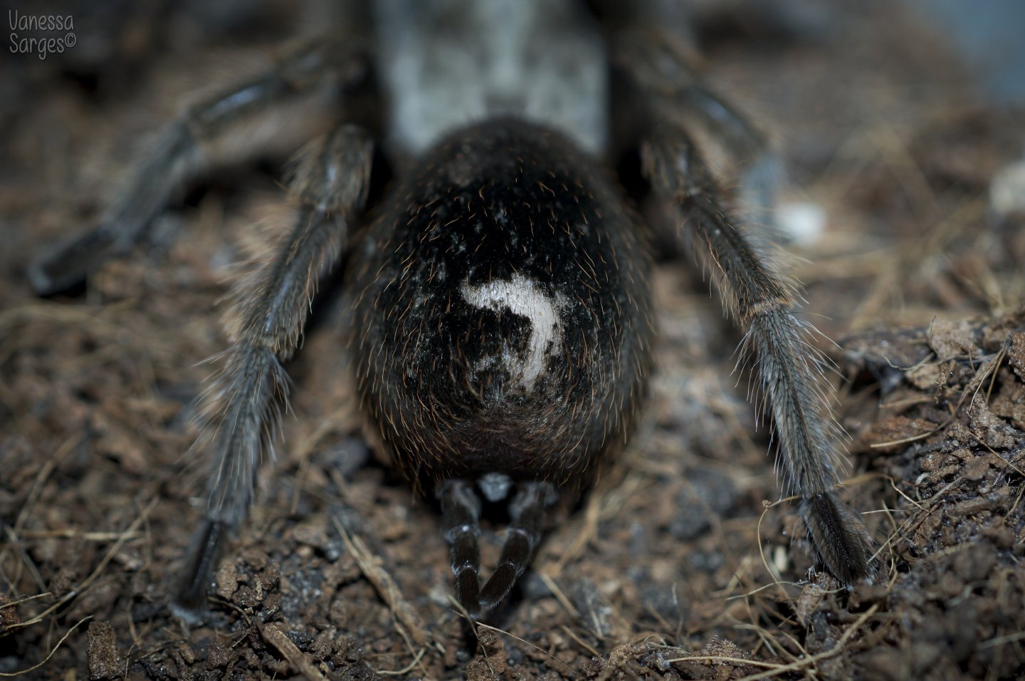 Odd Rub Mark on Aphonopelma eutylenum