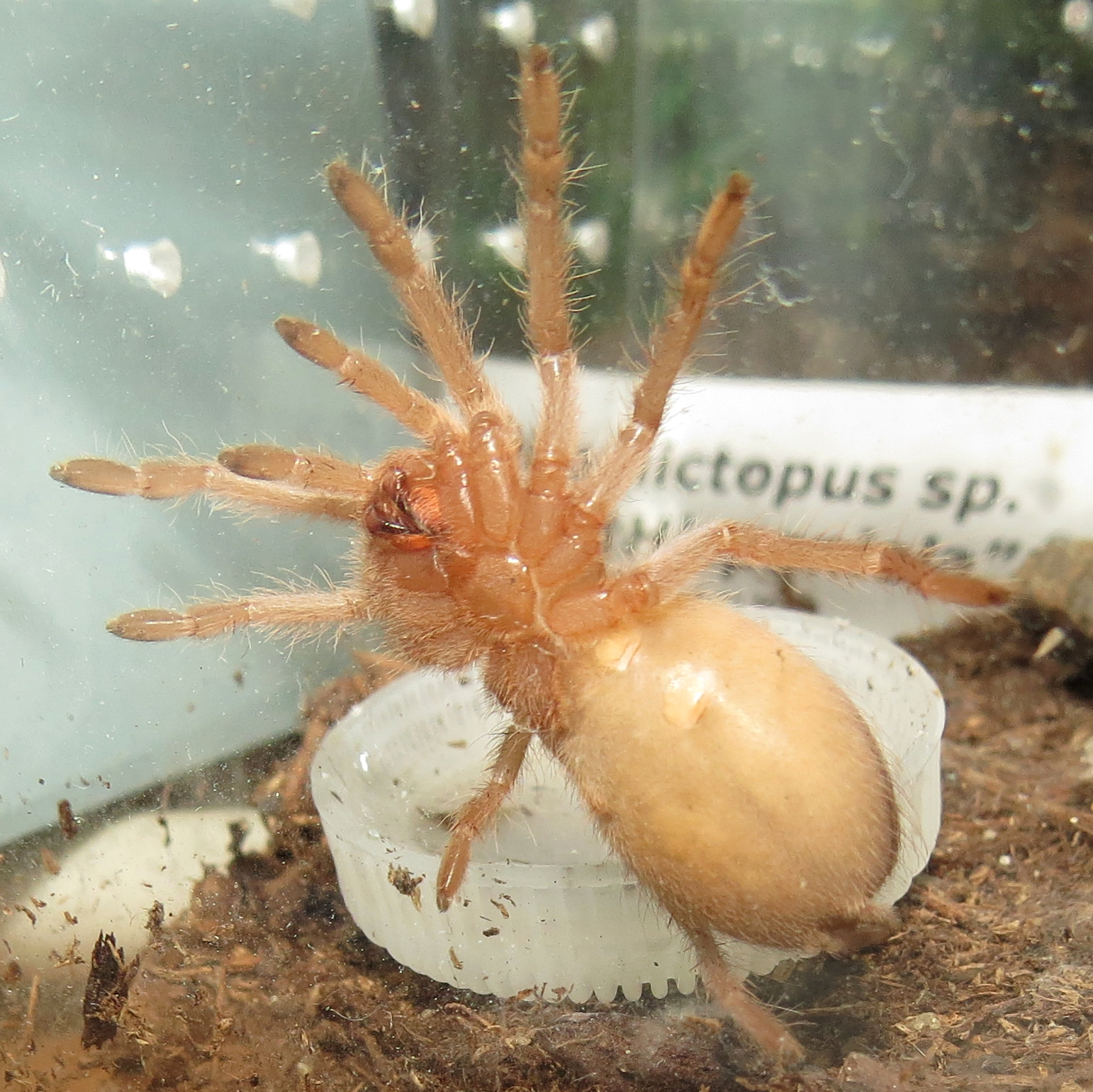 Oh Lawd, He Comin' (Pterinopelma sazimai 1.50")