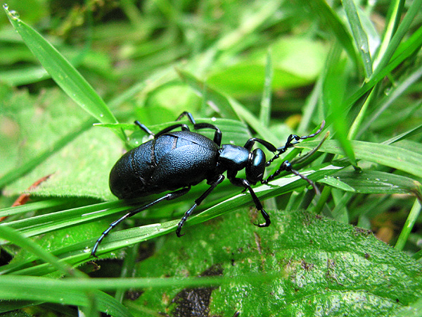 Oil Beetle