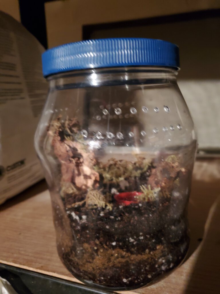 Old food jar.jpg