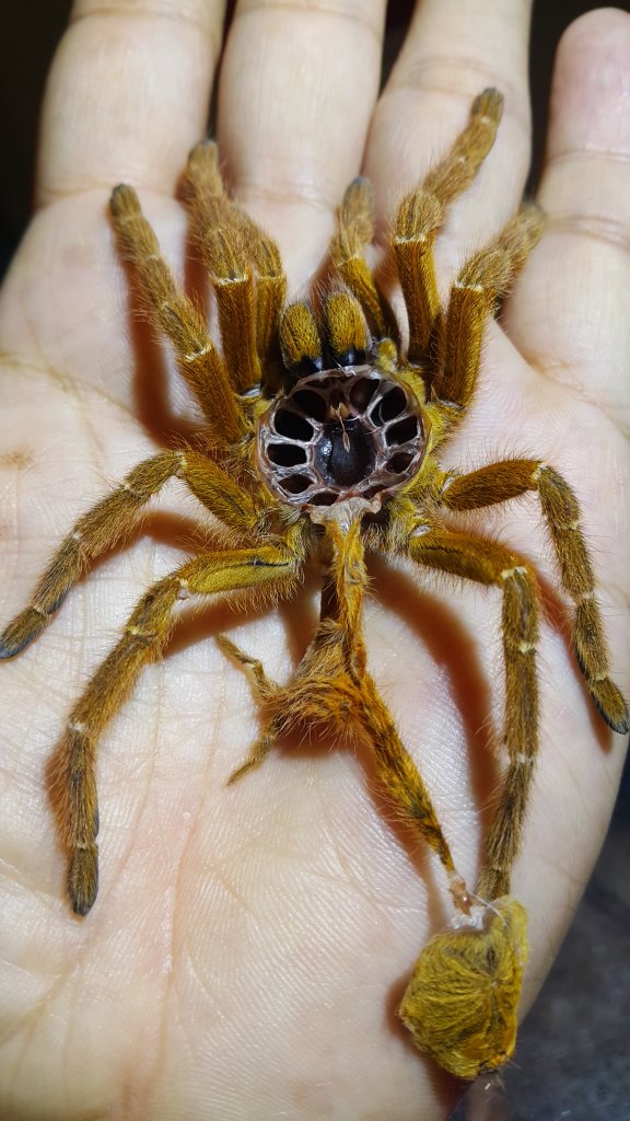 Old molt from OBT