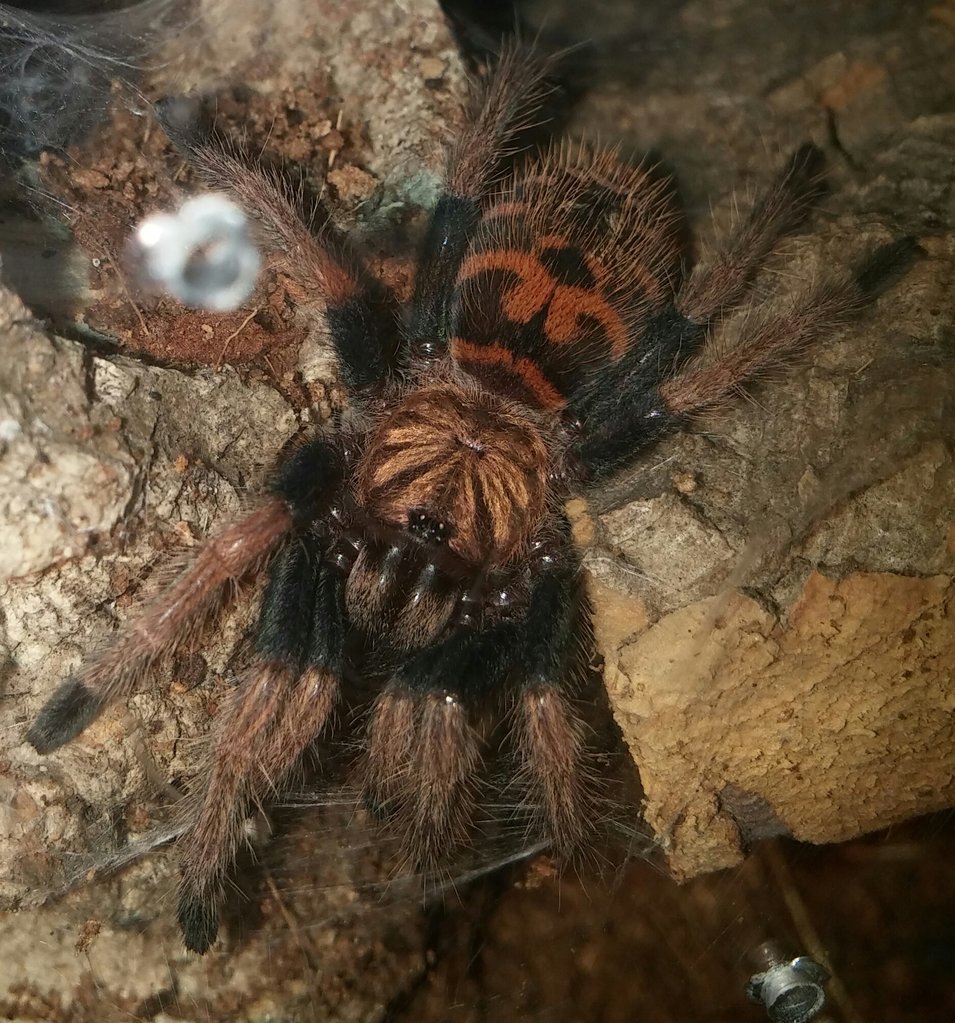 Olgierd, the GBB