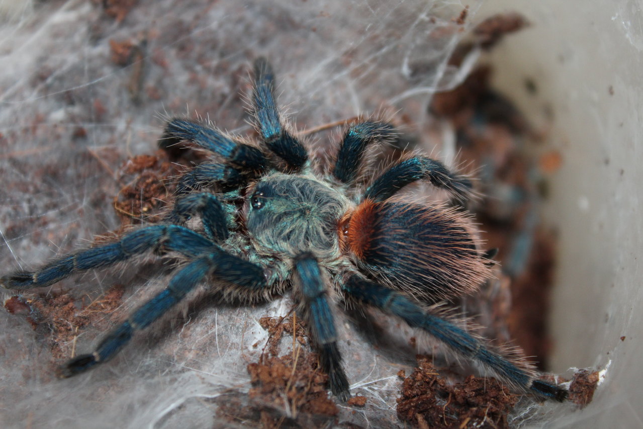 Oligoxystre diamantinensis female