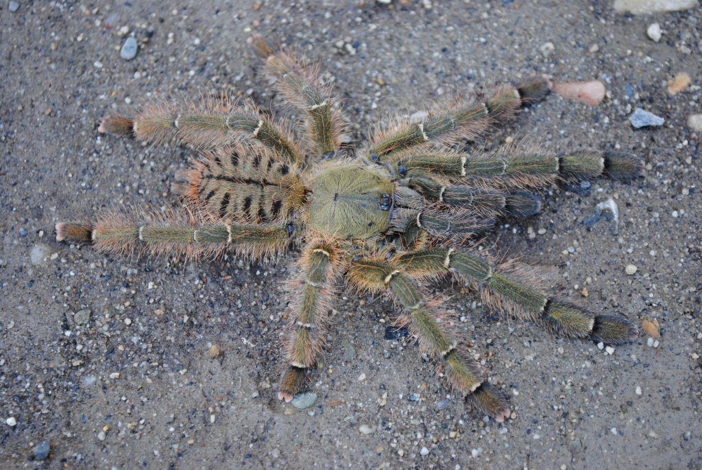 Omothymus schioedtei - Immature Male