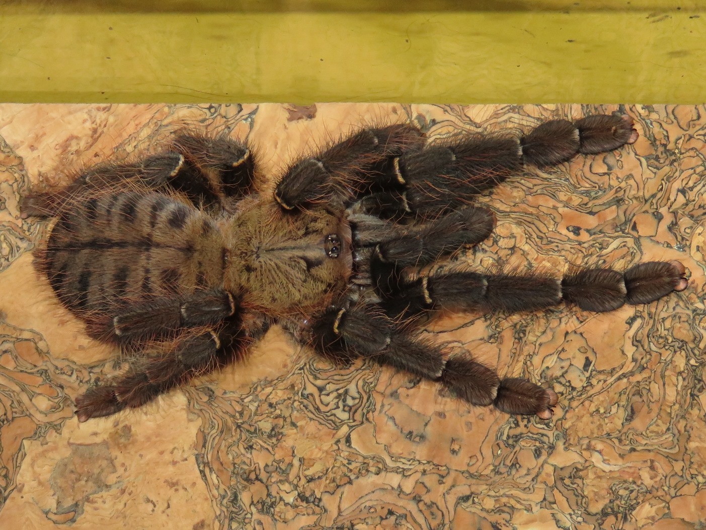 Omothymus schioedtei, juvenile female