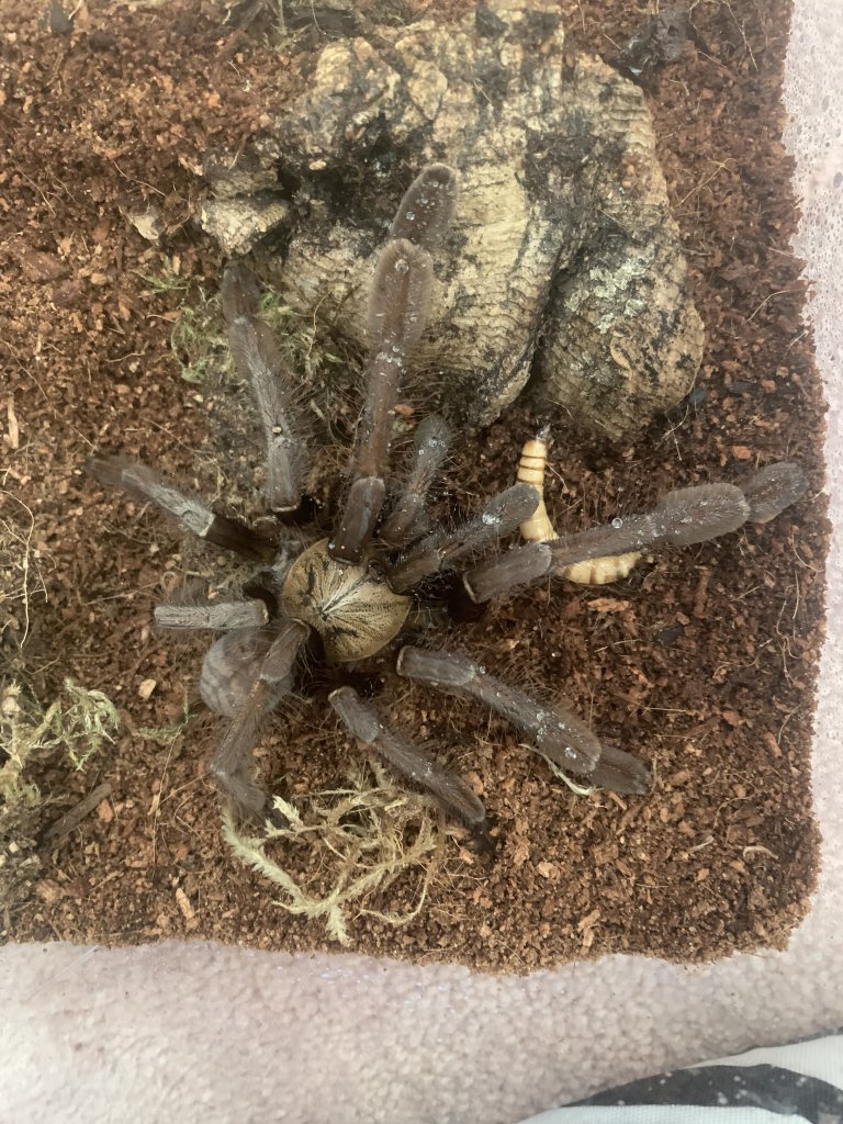 Omothymus violaceopes male or female