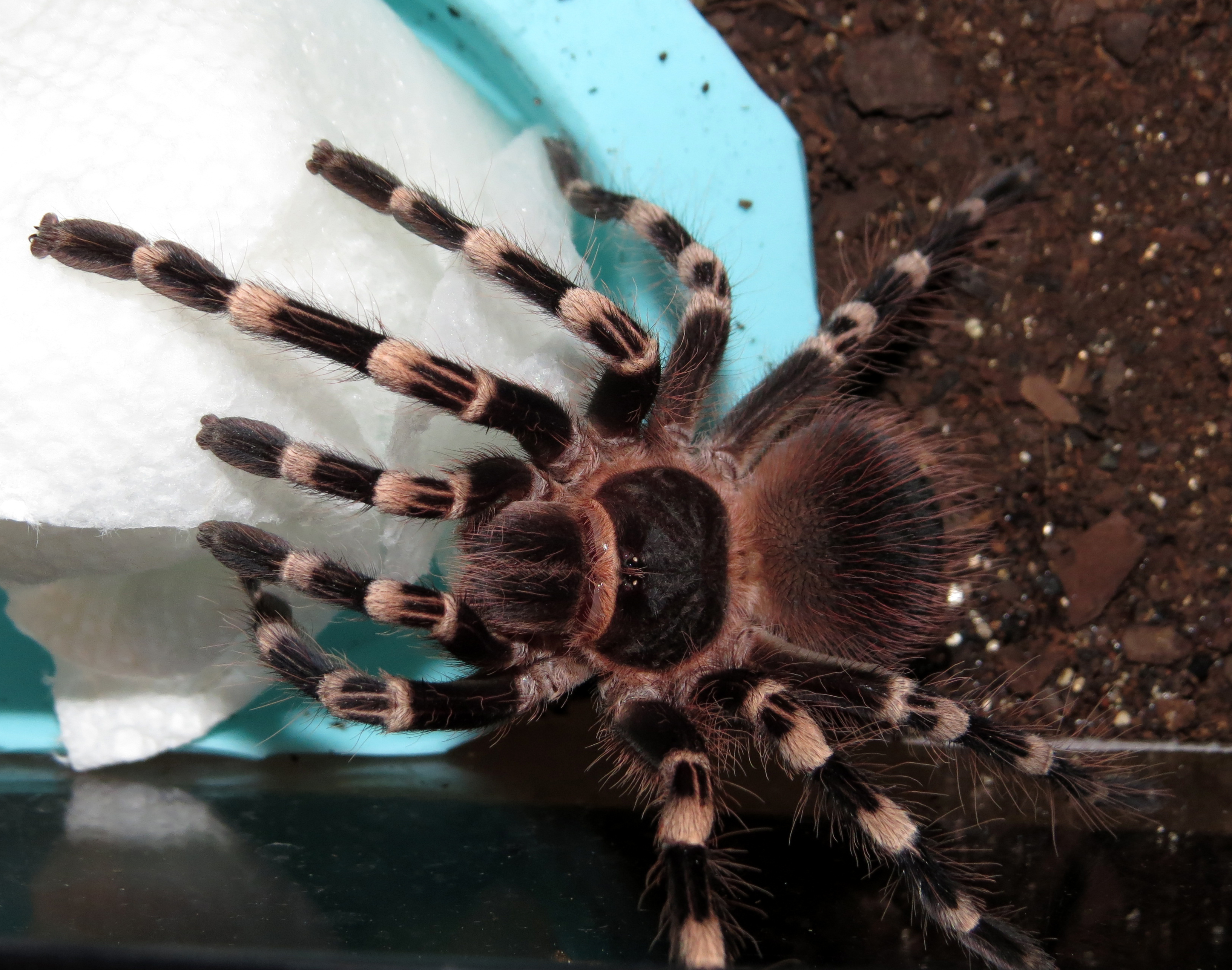 On Guard (♂ Acanthoscurria geniculata 4")