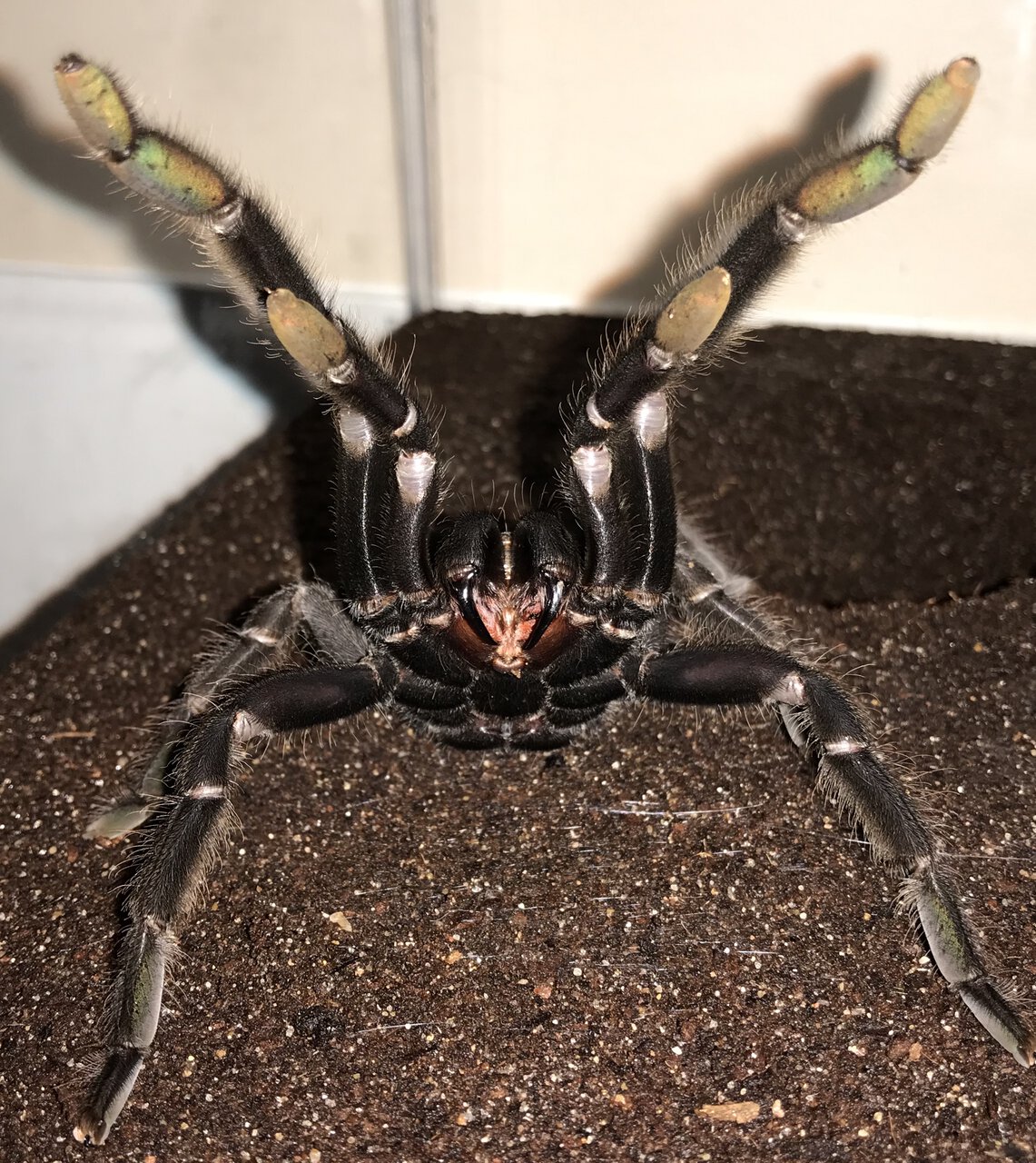 One Angry T.... (6.25”-6.75” Suspect Female Chilobrachys andersoni “Dark Morph”)
