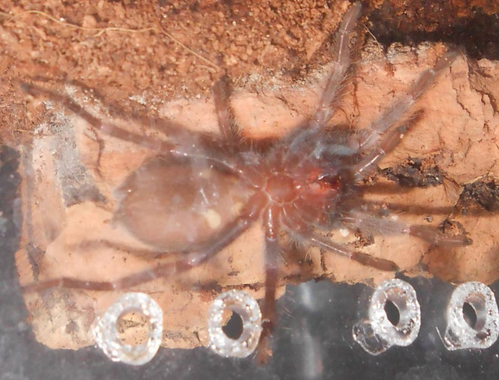 One inch B. auratum