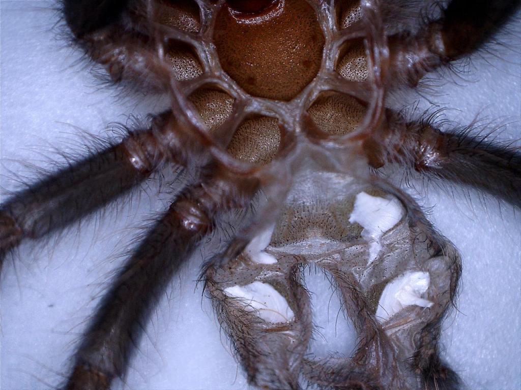 One inch Brachypelma albopilosum