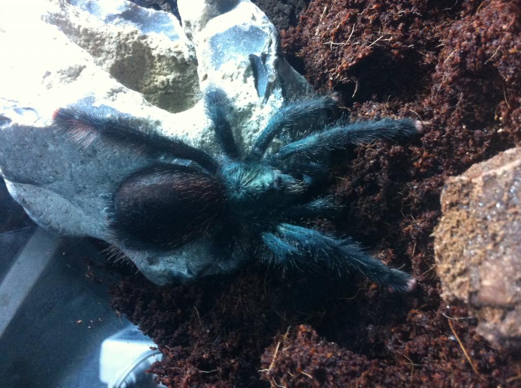 one of my.avicularia avicularia